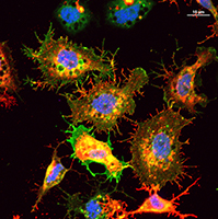 Spatial and temporal analysis of alphavirus replication and assembly in mammalian and mosquito cells